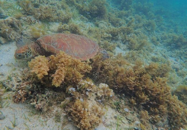 浅瀬でも魚がいっぱい！シュノーケルに良い島です
