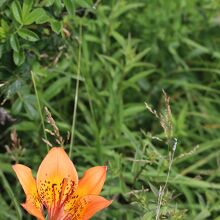 エゾスカシユリは減少しているそうです