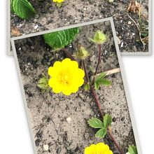 歩くと足元の小花も見れますよ