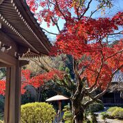 鐘楼脇の鮮やかな真紅の紅葉が美しい