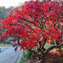 山門内側から見た紅葉の低木