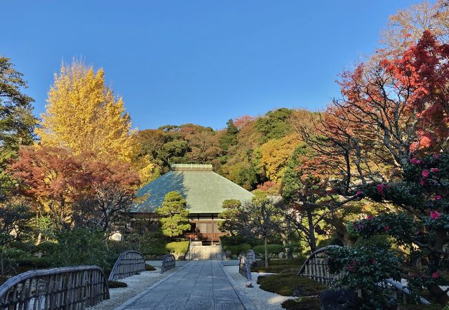 銅板葺きの屋根に見事に映えるイチョウの黄葉