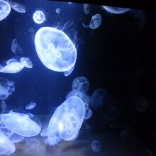 なぎさ水族館