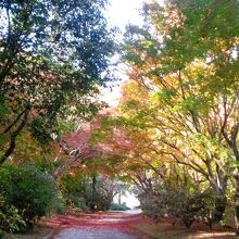 紅葉の季節