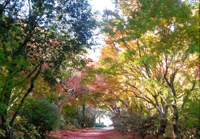 紅葉、展望所、五重塔