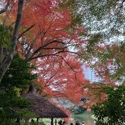 東京で一番の紅葉スポット