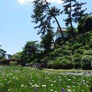 あじさいと菖蒲