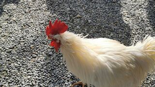 お伊勢参りに行ったら鶏様がいらした