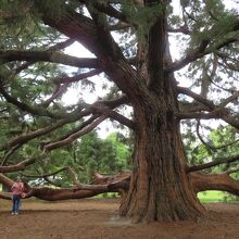 1869年にエディンバラ公が植えられたというセコイアの巨木