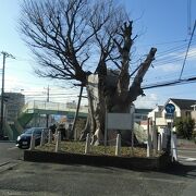 もう寿命ではないかと思える、神奈川県指定天然記念物
