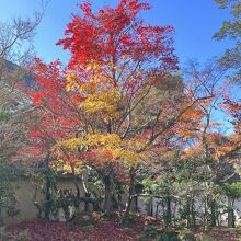 庭園の紅葉