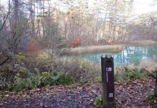 五色沼湖沼群の沼の中の一つです。