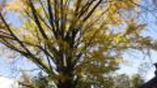 黄色く色づいて綺麗です。