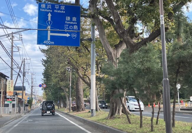 東海道、国道1号線沿いの松並木