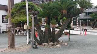 境内の蘇鉄が印象に残りました