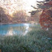 木々の間から見えるきれいな青色の水をたたえた小さな沼です。