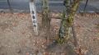 境内の「淡墨の桜」が気になりました。 