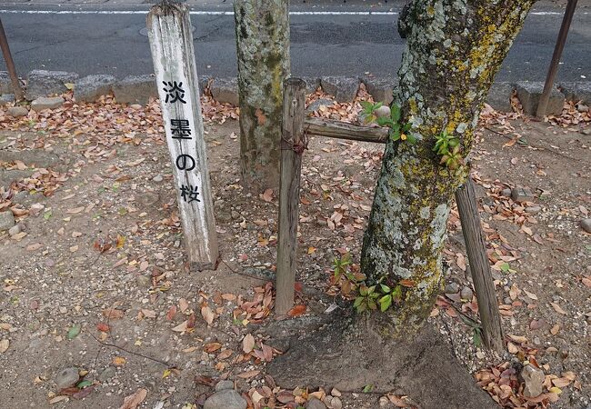 境内の「淡墨の桜」が気になりました。 