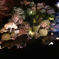 夜間照明された庭園