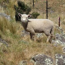 放牧されている群れからはぐれた子羊にも出会えました。