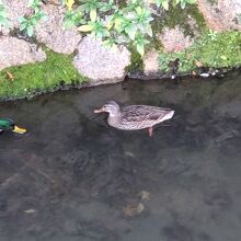 カモがのんびりと