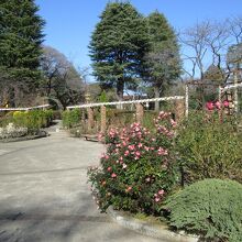 里見公園バラ園