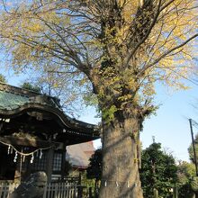 日枝神社大銀杏