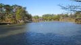 千葉市散策・亥鼻城で千葉公園に寄りました