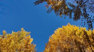 銀杏並木がきれいでした！