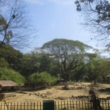 ヤンゴン動物園