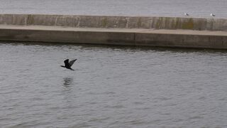 ウミウが見られました。