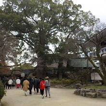 二本寄り添うようにして立っている夫婦楠