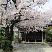きれいな桜が咲くお寺