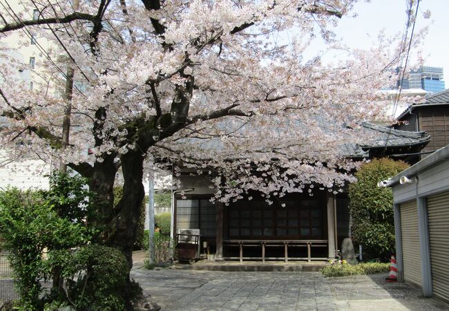 きれいな桜が咲くお寺