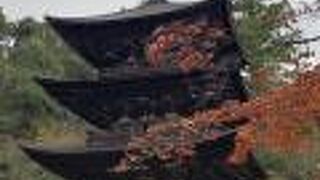 紅葉と不断桜のコラボ