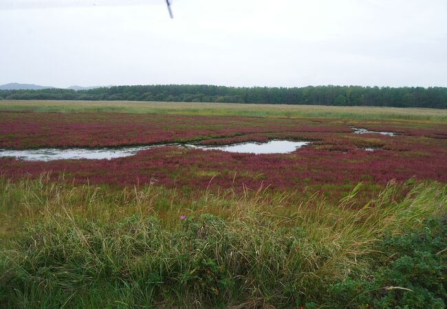 ハマナスとサンゴ草の群生地