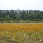 日本最大級のコスモス畑