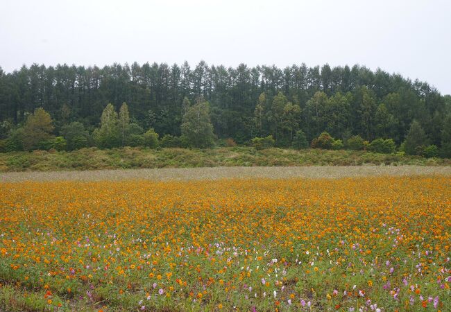 日本最大級のコスモス畑