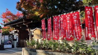 白薔薇が美しく咲く