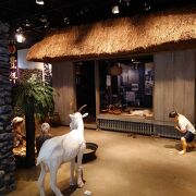 奄美大島の歴史や自然が学べる