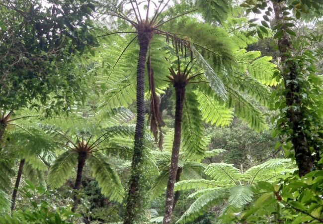 原始の時代の植物たち