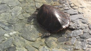 無料で楽しめるウミガメ館