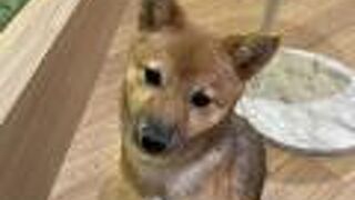 パピーカフェ リオ