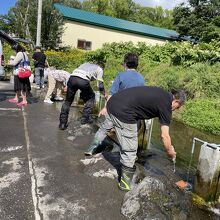 羊蹄山の湧き水