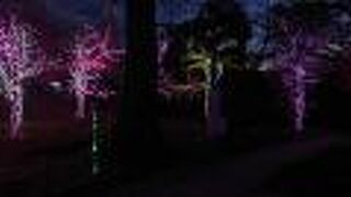 公園が、「きよすイルミ2022」の会場に