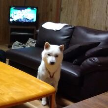 リビングです。犬毛の掃除が楽で助かりました♪  