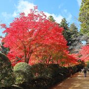 「蛇腹路」の紅葉が美しい