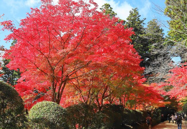 「蛇腹路」の紅葉が美しい