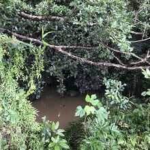 雨の後は入り口から池でした