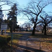 桜の木が多くある公園